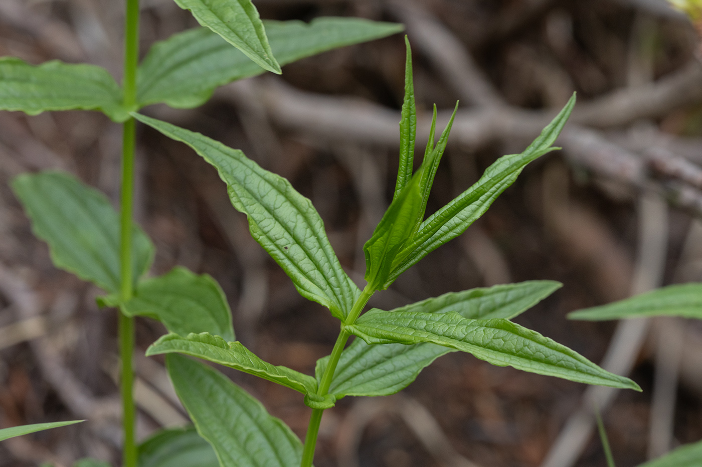 Image of Unknown species specimen.