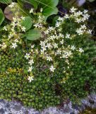 Saxifraga spinulosa. Цветущие растения. Хабаровский край, р-н имени Лазо, склон горы Ко, выс. ≈ 1800 м н.у.м., каменистый гребень. 02.08.2026.