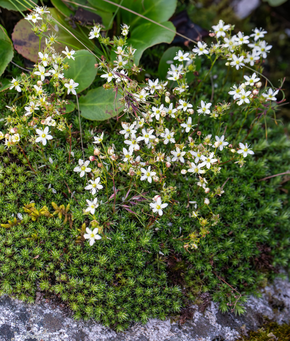 Image of Saxifraga spinulosa specimen.
