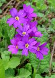 Primula amoena. Цветки. Краснодарский край, г. Сочи, окр. пос. Красная Поляна, вершина хр. Аигба, выс. 2160 м н.у.м., луг. 12.07.2026.