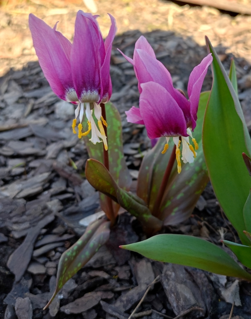 Изображение особи Erythronium sibiricum.