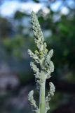 genus Verbascum. Развивающееся соцветие. Турция, ил Артвин, р-н Юсуфели, выше дер. Гюльпынар, выс. 1745 м н.у.м., среди камней. 13 июня 2026 г.