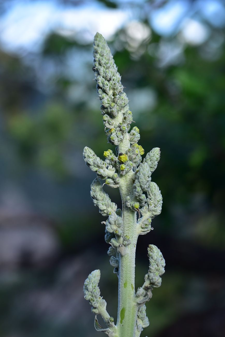 Image of genus Verbascum specimen.