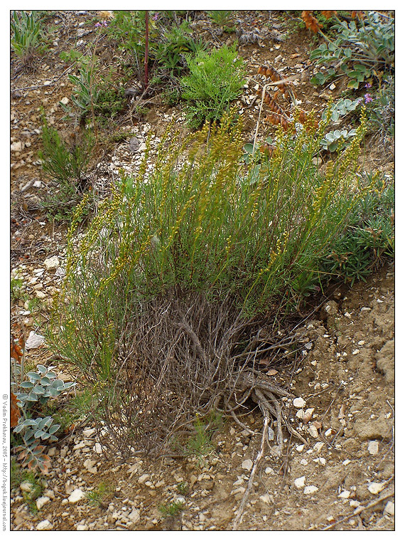 Изображение особи Artemisia salsoloides.