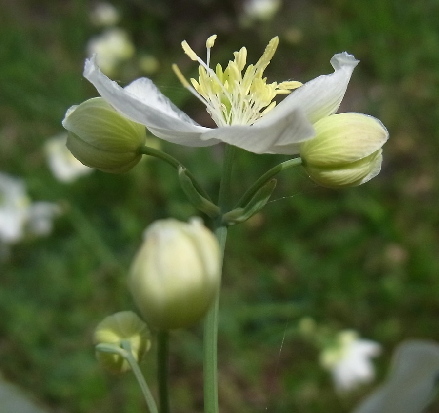 Изображение особи Thalictrum tuberosum.