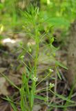 Thesium ebracteatum