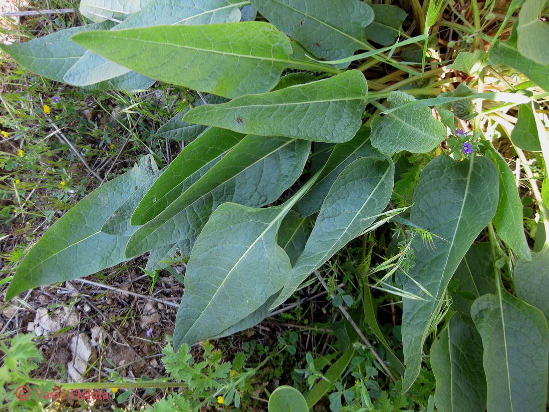 Image of Beta trigyna specimen.