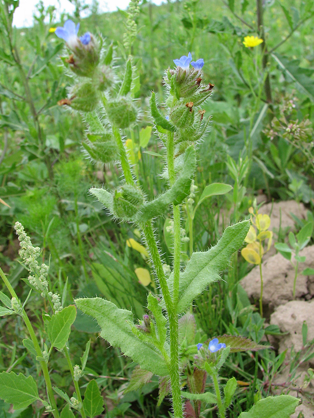 Изображение особи Lycopsis arvensis.