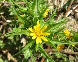 Scolymus hispanicus