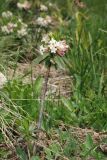 Daphne glomerata