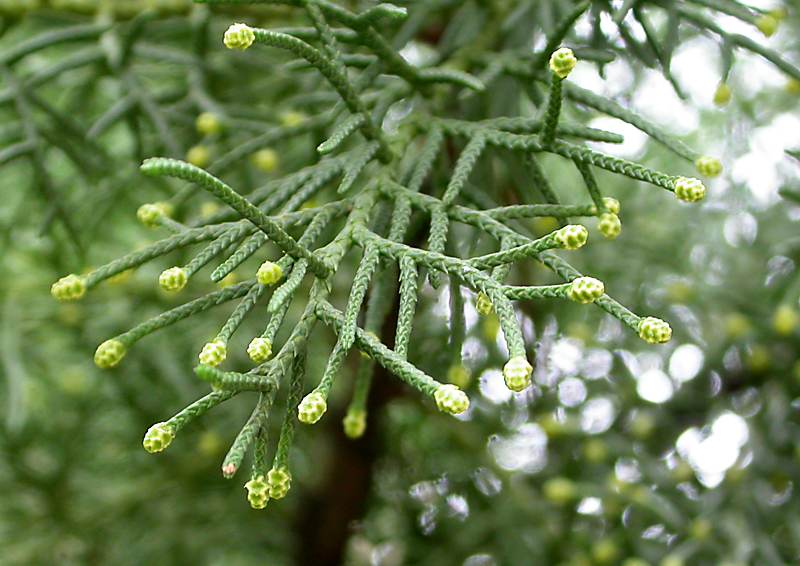 Изображение особи Cupressus sempervirens.