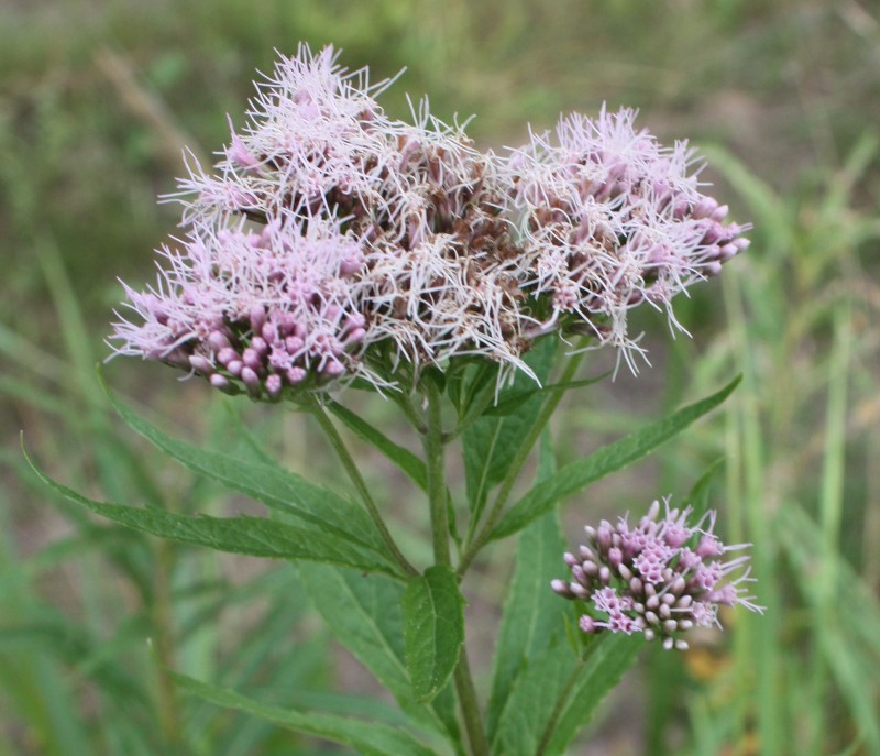 Image of Eupatorium cannabinum specimen.