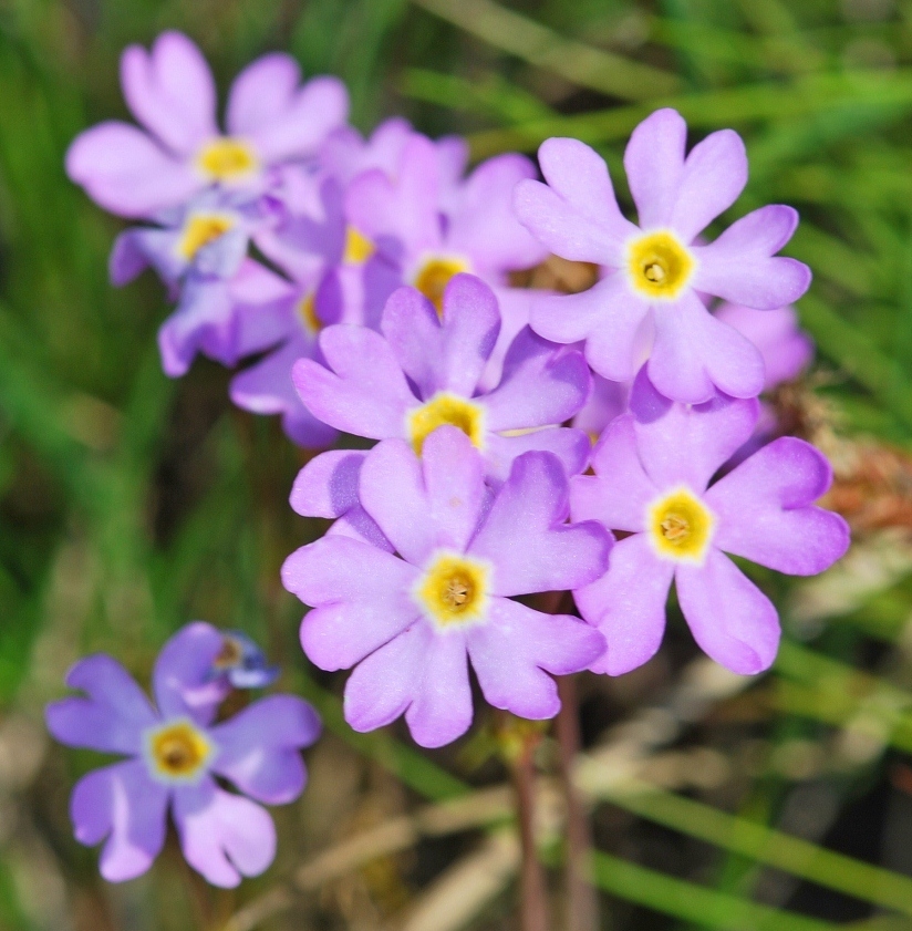 Image of Primula finmarchica specimen.