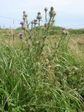 Cirsium vulgare