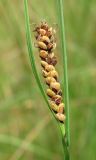 Carex nigra