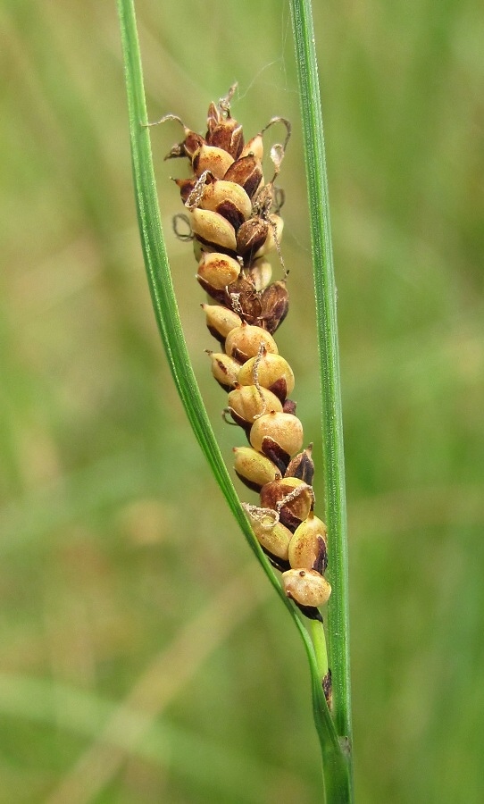 Изображение особи Carex nigra.