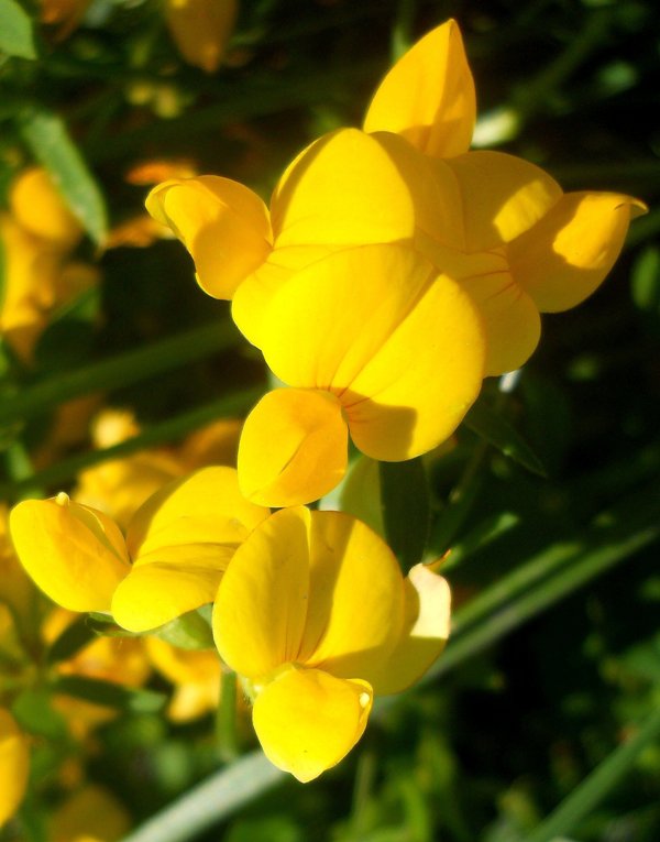 Изображение особи Lotus corniculatus.