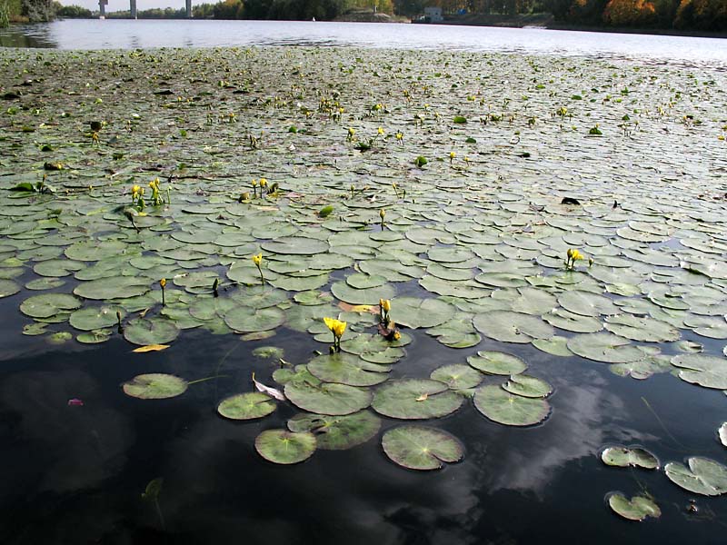 Image of Nymphoides peltata specimen.