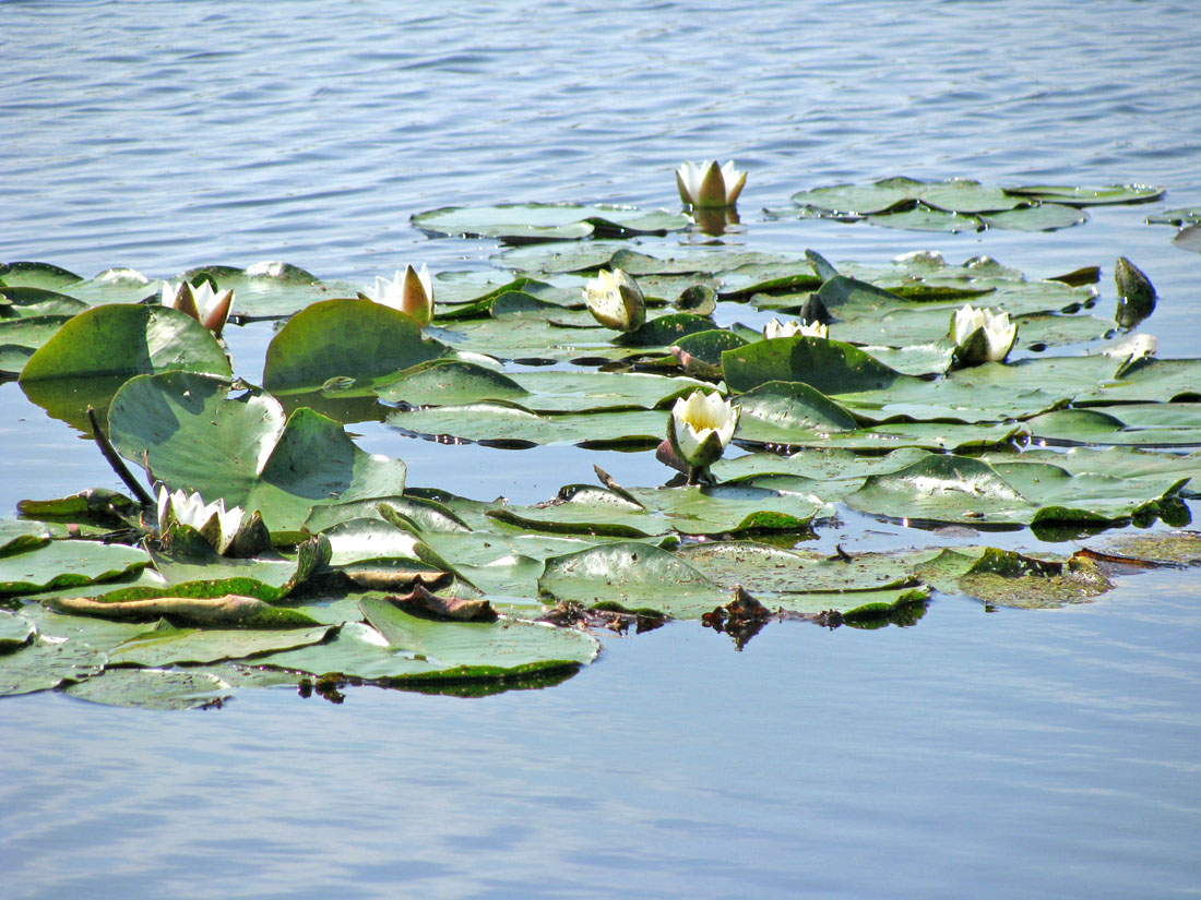 Image of Nymphaea &times; borealis specimen.