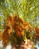 Phoenix canariensis