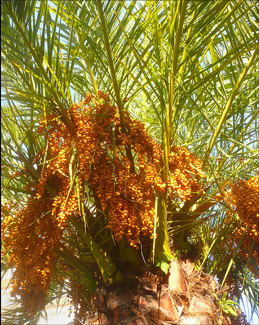 Image of Phoenix canariensis specimen.