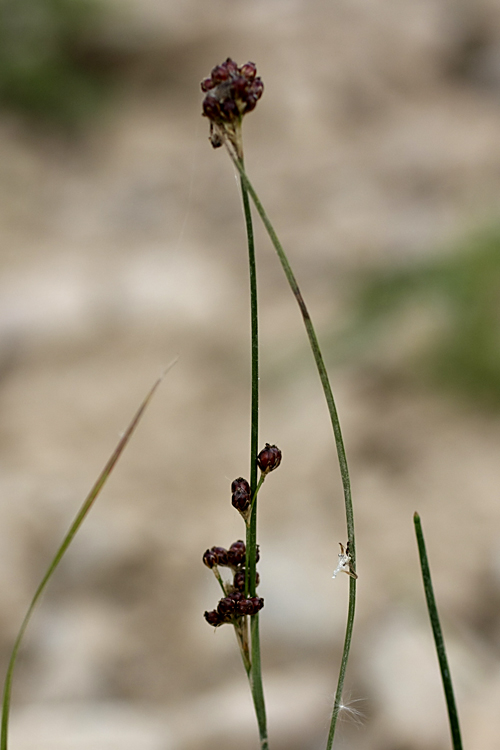 Image of genus Juncus specimen.