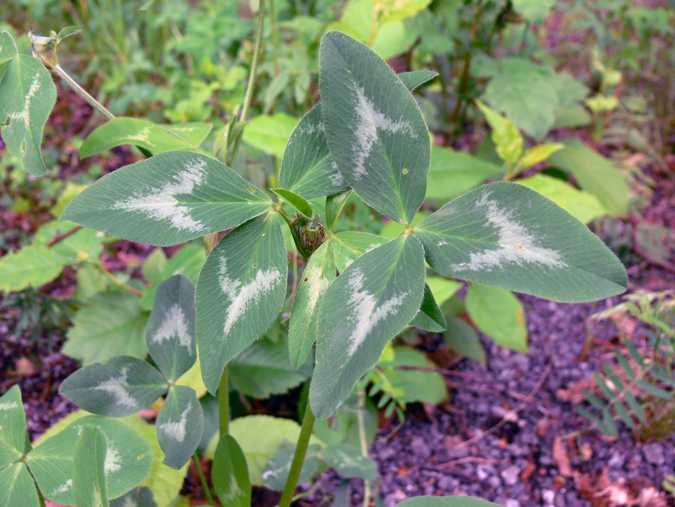 Image of Trifolium pratense specimen.