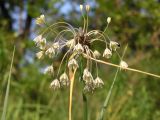 Allium oleraceum. Соцветие. Саратовская обл., Саратовский р-н, на опушке нагорного широколиственного леса. 16 июля 2011 г.