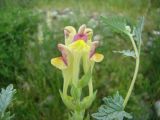 Scutellaria mesostegia