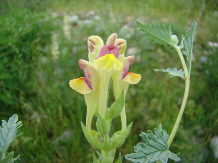 Image of Scutellaria mesostegia specimen.