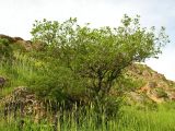 Celtis caucasica