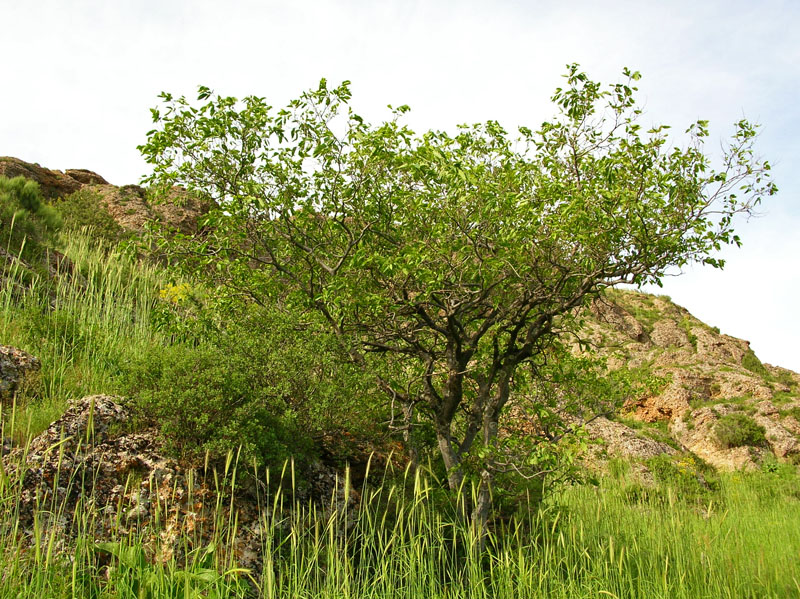 Изображение особи Celtis caucasica.