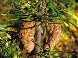 Pinus banksiana