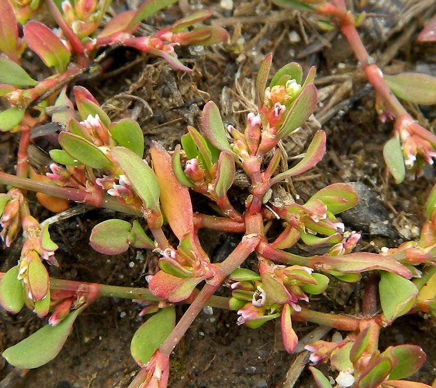 Изображение особи род Polygonum.