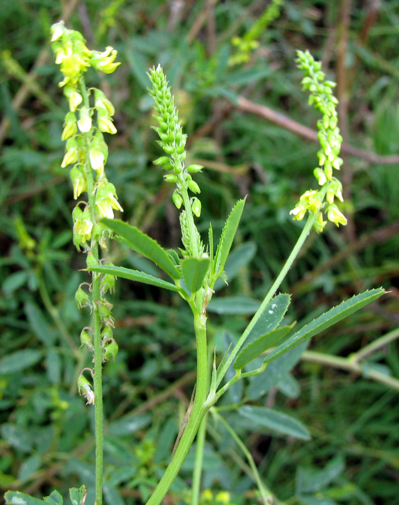 Изображение особи Melilotus dentatus.