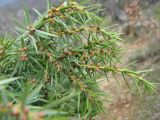 Juniperus deltoides. Побеги с мужскими стробилами. Южный берег Крыма, гора Аю-Даг. 24 марта 2012 г.
