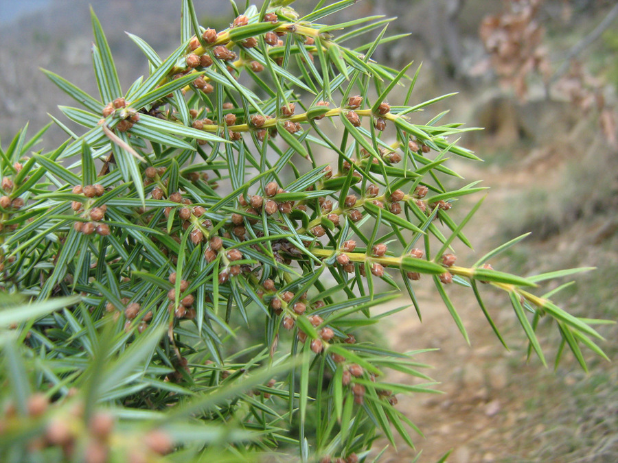 Image of Juniperus deltoides specimen.