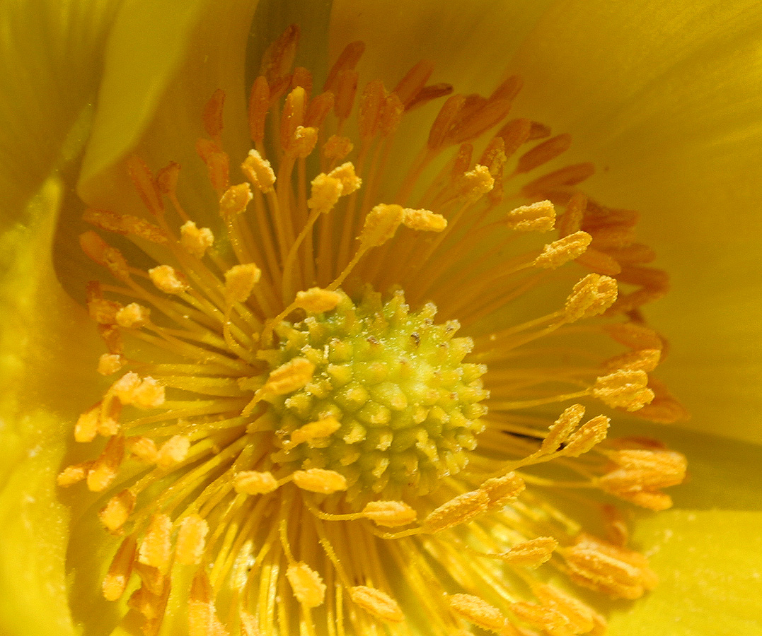 Image of Adonis vernalis specimen.