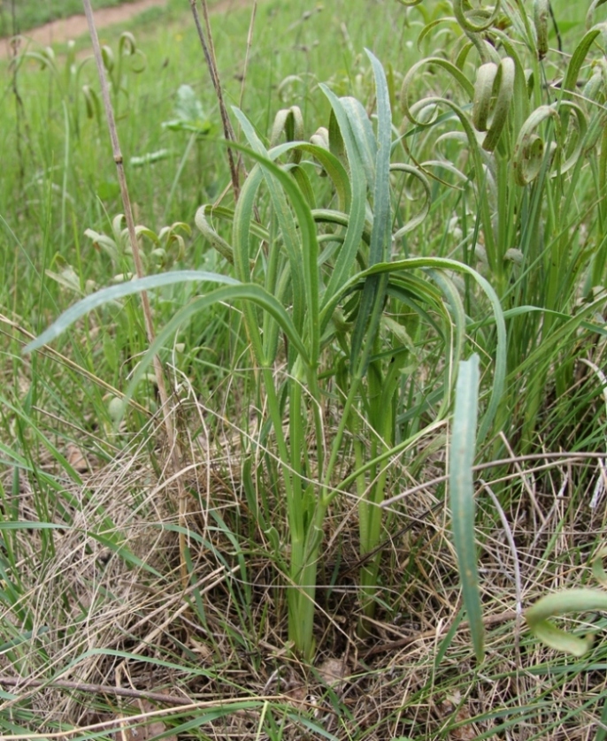 Изображение особи Falcaria vulgaris.