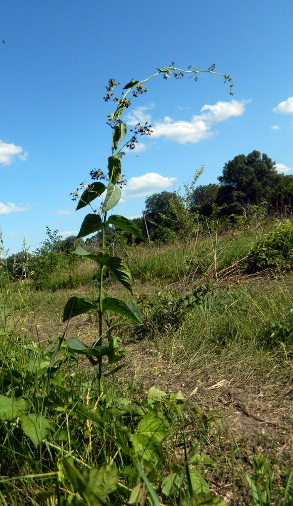 Image of Vincetoxicum scandens specimen.