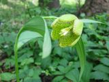 Fritillaria grandiflora. Цветок. Украина, Киев, Национальный ботанический сад, ботанико-географический участок кавказской флоры. 25 апреля 2012 г.