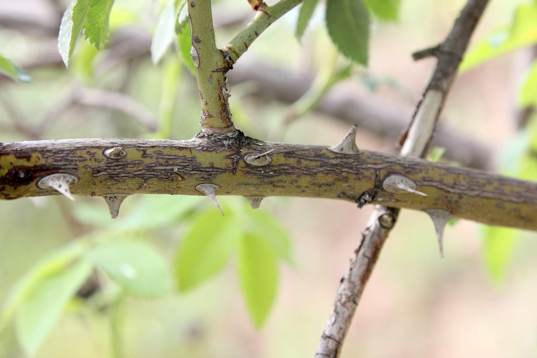 Image of Rosa achburensis specimen.