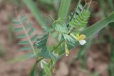Vicia hyrcanica