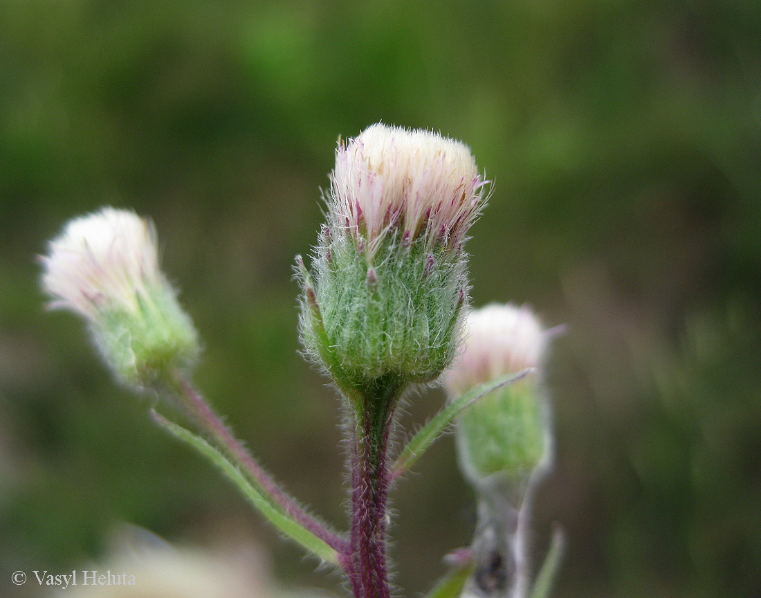 Image of Erigeron acris specimen.