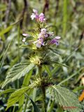 Galeopsis tetrahit