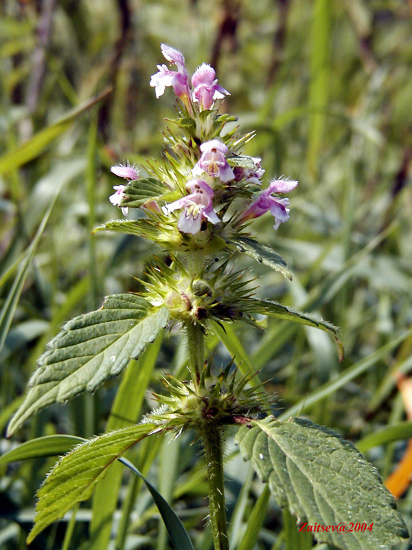 Изображение особи Galeopsis tetrahit.