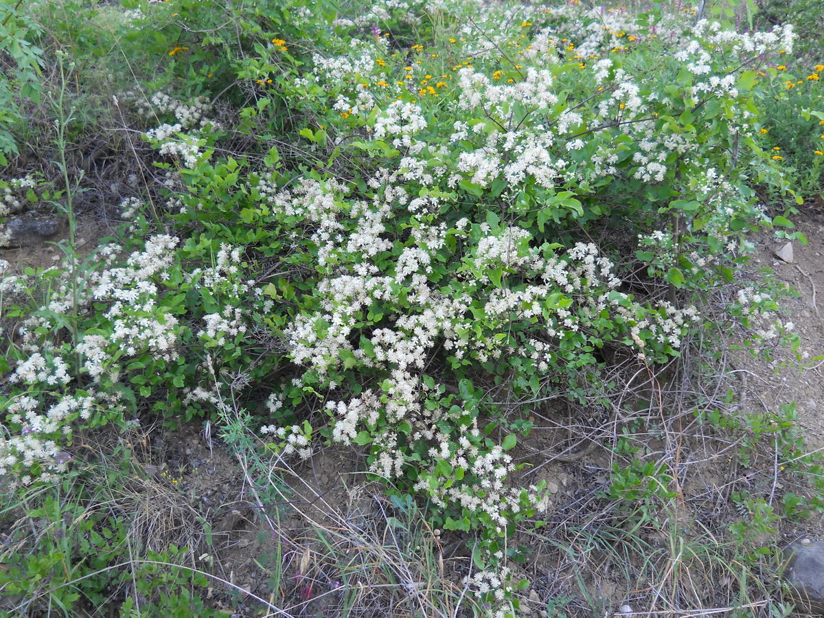 Изображение особи Clematis vitalba.