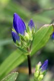 Gentiana olivieri