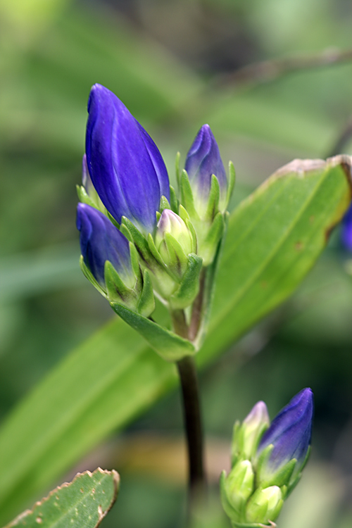 Image of Gentiana olivieri specimen.