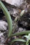 Tulipa bifloriformis. Зацветающее растение. Южный Казахстан, вершина 797.3 0.5 км западнее шоссе Корниловка-Пестели. 31.03.2012.